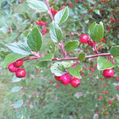 Cotoneaster dielsianus