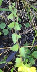 Alectra sessiliflora sessiliflora
