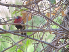 Hypargos niveoguttatus