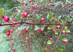 Cotoneaster dielsianus