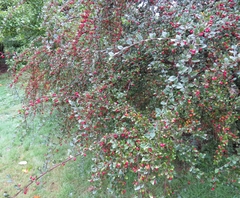 Cotoneaster dielsianus