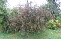 Cotoneaster dielsianus
