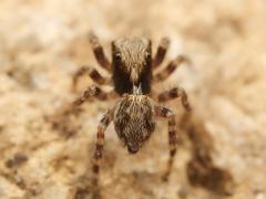 Pseudeuophrys lanigera