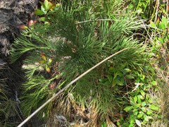 Aciphylla dieffenbachii