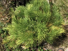 Aciphylla dieffenbachii