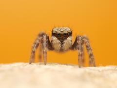 Pseudeuophrys lanigera