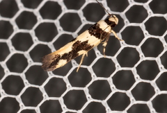 Macrobathra trithyra