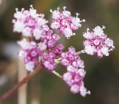 Seseli montanum
