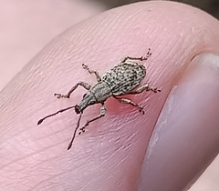 Catoptes interruptus