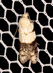 Tracholena sulfurosa