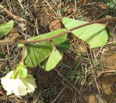 Hewittia malabarica