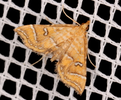Musotima ochropteralis