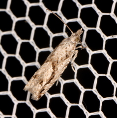 Holocola thalassinana