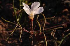 Oxalis stenopetala
