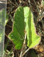 Hewittia malabarica