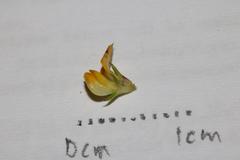 Aspalathus cordicarpa