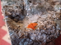 Saccharomyces cerevisiae