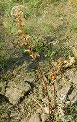 Orobanche cumana