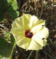 Hewittia malabarica