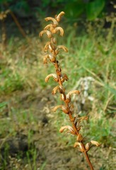 Orobanche cumana