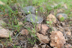 Pectocarya linearis linearis