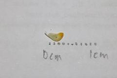 Aspalathus cordicarpa