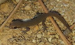 Pachydactylus geitje
