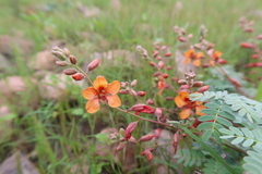 Hoffmannseggia prostrata