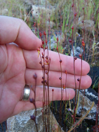 Image of Sun Bladderwort (Utricularia chrysantha) by (c) coenobita, some rights reserved (CC BY)
