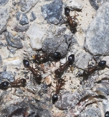Monomorium subopacum