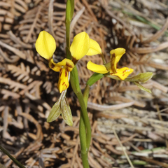 Diuris chrysantha