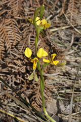 Diuris chrysantha