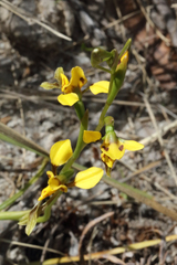 Diuris chrysantha