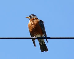 Turdus migratorius