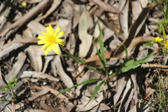 Microseris walteri