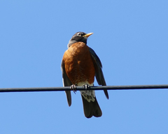 Turdus migratorius