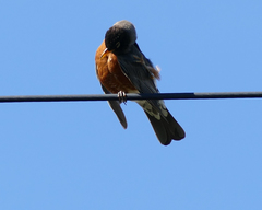Turdus migratorius