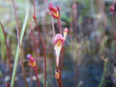 Utricularia chrysantha