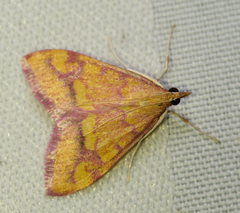 Pyrausta perrubralis