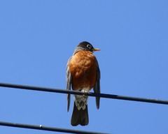 Turdus migratorius