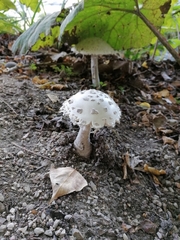 Amanita rubescens