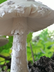 Amanita rubescens