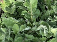 Cephalaria transsylvanica