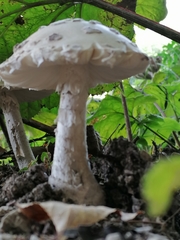 Amanita rubescens