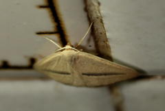 Chlorerythra rubriplaga