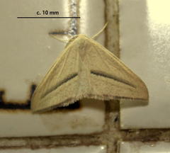 Chlorerythra rubriplaga