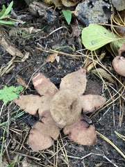 Geastrum rufescens