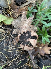 Geastrum rufescens