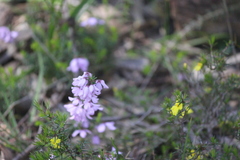 Tetratheca pilosa