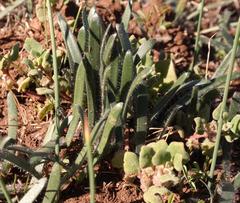 Strumaria discifera bulbifera